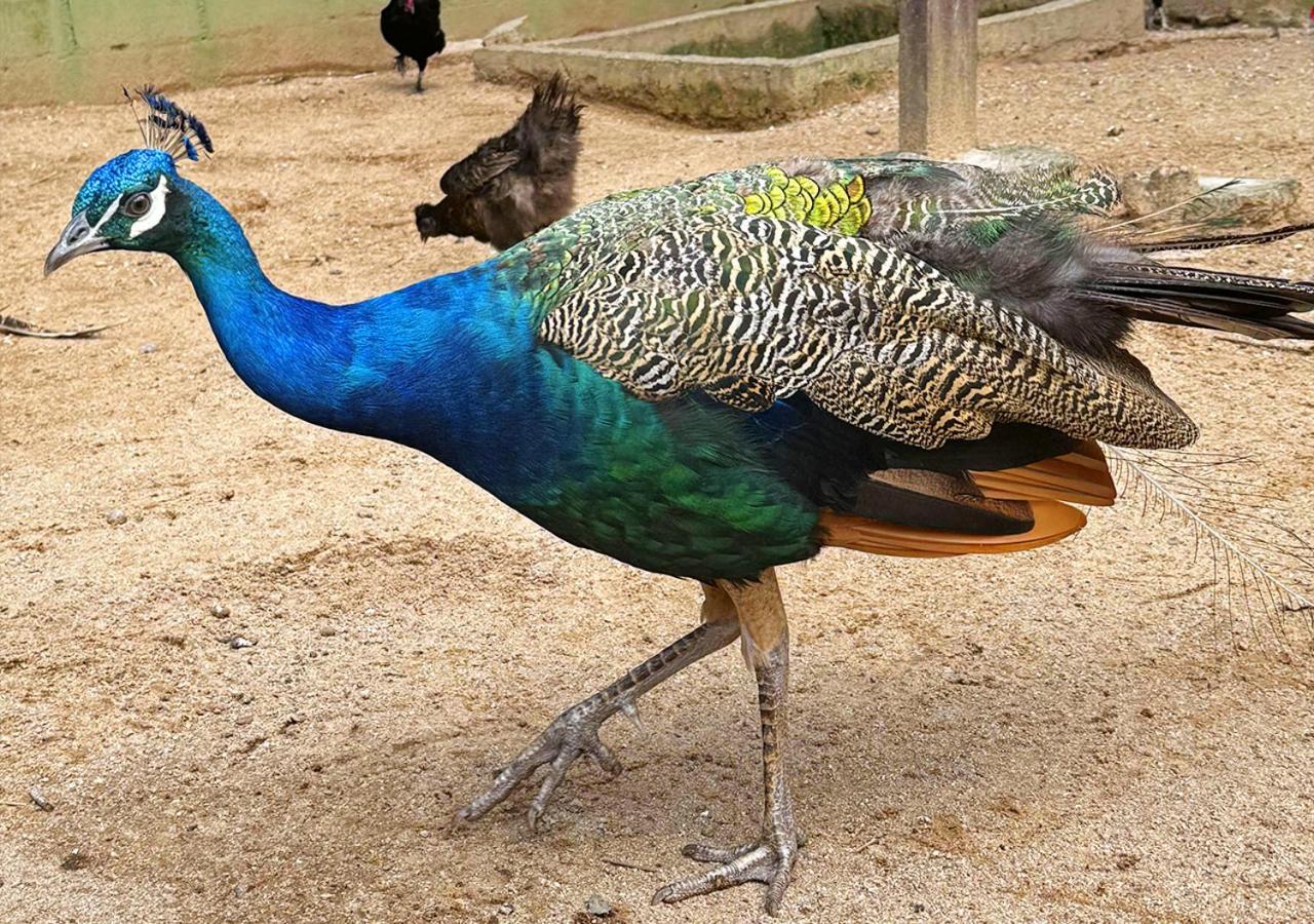 Costao Do Santinho Resort All Inclusive Флорианополис Экстерьер фото Peacock