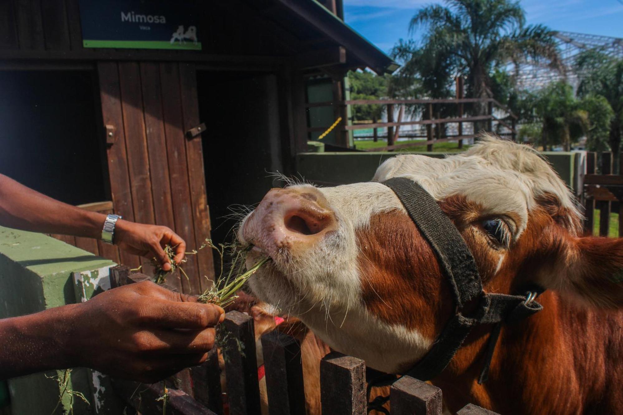 Costao Do Santinho Resort All Inclusive Флорианополис Экстерьер фото A cow at the zoo
